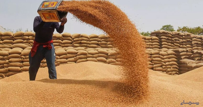 Severe Wheat Crisis Looms in Khyber Pakhtunkhwa as Government Godowns Hold Only Two Weeks’ Stock