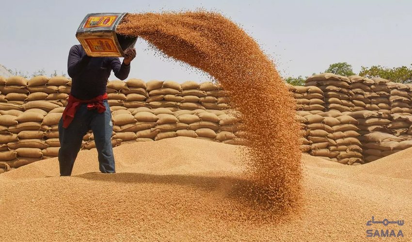 Severe Wheat Crisis Looms in Khyber Pakhtunkhwa as Government Godowns Hold Only Two Weeks’ Stock