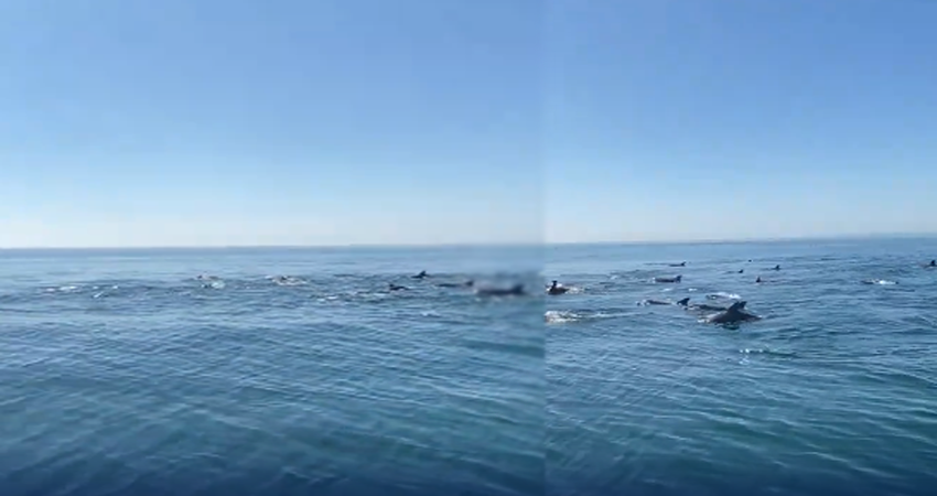Massive Pod of Over 500 Rare Dolphins Sighted off Gwadar Coast